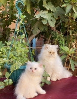 chat-persan-blanc-chlef-algerie