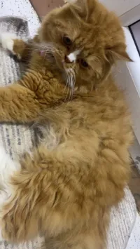 Accouplement chat hemalaya mal
