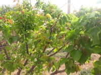 الجلفة-عين-وسارة-الجزائر-أرض-فلاحية-byaa-ard-flahy-aljlf-aayn-osar