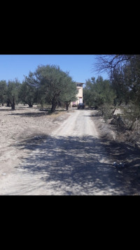 terrain-agricole-vente-bouira-ath-mansour-taourirt-algerie