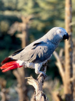 oiseau-perroquet-gabonais-batna-algerie