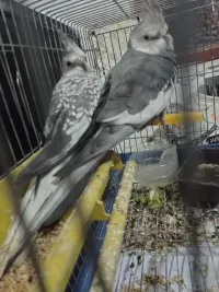 Calopsitte White face