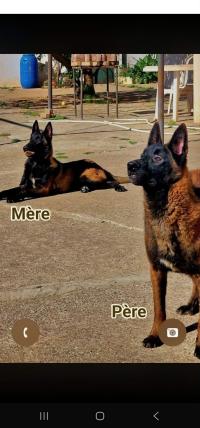كلب-chiens-malinois-charbonne-باب-الواد-الجزائر