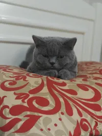 British shorthair 