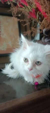 Chat persan pure race