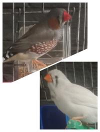 عصفور-couple-oiseau-mandarin-الدويرة-الجزائر
