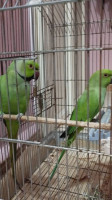 oiseau-perroquet-perruche-a-collier-bou-ismail-tipaza-algerie