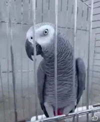 ذكر ببغاء غابوني