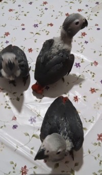 birds-bebes-gris-du-gabon-فراخ-غابوني-rouiba-alger-algeria