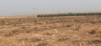 terrain-agricole-vente-djelfa-ain-oussara-algerie