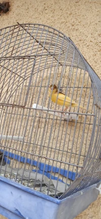 canari