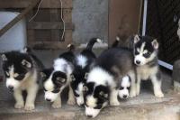 dog-husky-freha-tizi-ouzou-algeria