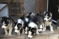 Husky 