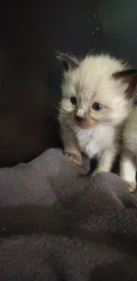 Chat siamois 