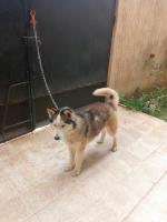 chien-husky-male-2ans-birkhadem-alger-algerie