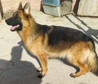 Berger Allemand 