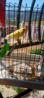 oiseau-mal-canari-limon-lakhdaria-bouira-algerie