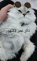 chat-persan-chinchilla-silver-douera-alger-algerie