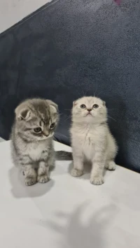 Scottish fold