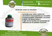 herbicide contre le chiendent 