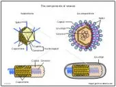 Correction Ouvrage,mémoire biologie 