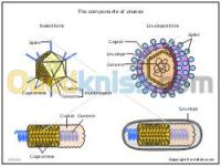 الجزائر-وسط-خدمات-correction-ouvrage-mémoire-biologie