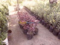 nettoyage-jardinage-vente-gazon-naturel-plantes-en-gros-blida-boufarik-algerie