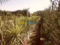 jardinage-amenagemen-des-espaces-verts-boufarik-chebli-blida-algerie