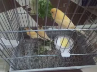 Couple canari + 6