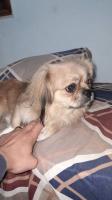 chien-pekinois-alger-centre-algerie