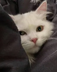 Garde de chats à domicile ou chez moi à Cheraga