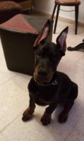 chien-chiots-dobermans-high-quality-el-biar-alger-algerie