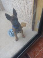 chien-malinois-femme-avec-carni-vacsin-tres-belle-el-biar-alger-algerie