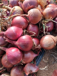 fruits-legumes-بومرداس-حمادي-hammedi-boumerdes-algerie