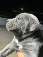 chien-cane-corso-baraki-alger-algerie