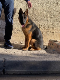 chien-berger-allemand-alger-centre-algerie