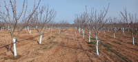 terrain-agricole-vente-sidi-bel-abbes-ain-tindamine-algerie