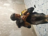 بيع الكلاب جيرمن