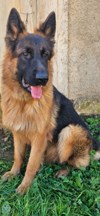 chien-berger-allemand-ain-defla-algerie