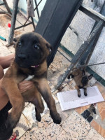 chien-les-chiot-malinois-charbonner-algerie