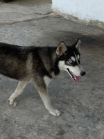 chien-husky-siberien-bordj-el-kiffan-alger-algerie