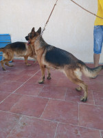 chien-2-femelle-berger-allemand-pedigree-khraissia-alger-algerie