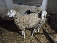 حيوانات-المزرعة-mouton-المدية-الجزائر