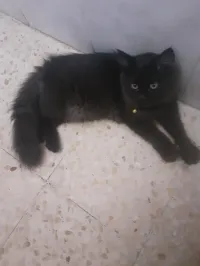 Persan Shirasi 