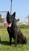 chien-malinois-bleu-mexicain-mahelma-alger-algerie