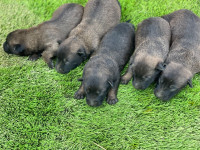 chien-chiots-bleu-mexicain-mahelma-alger-algerie