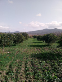 terrain-agricole-vente-annaba-el-hadjar-algerie