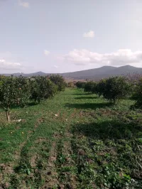 Vente Terrain Agricole Annaba El hadjar