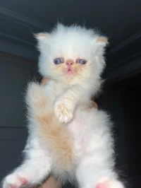 Chaton persan himalayen red point