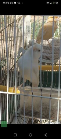 طيور كناري وبيروش 